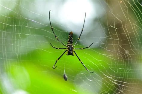 are orb weavers dangerous.